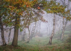 Jesienna mgła przechadza się leśnymi ścieżkami