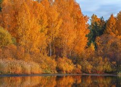 Jesień, Drzewa, Brzozy, Krzewy, Jezioro