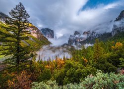 Park Narodowy Yosemite, Kalifornia, Stany Zjednoczone, Góry, Mgła, Drzewa, Krzewy