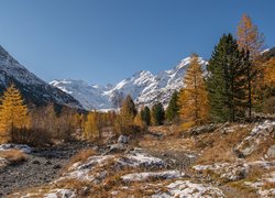 Jesienne drzewa w Dolinie Morteratsch na tle ośnieżonych Alp
