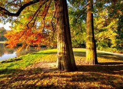 Park, Drzewa, Staw, Jesień