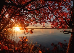 Jesienne gałęzie drzew nad jeziorem w blasku wschodzącego słońca