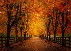 Jesień, Drzewa, Klony, Park, Ogrodzenie