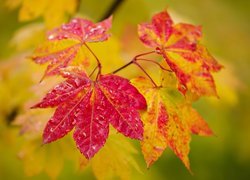 Jesień, Kolorowe, Liście, Klon