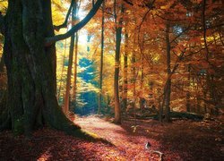 Jesienny las i droga w promieniach słońca