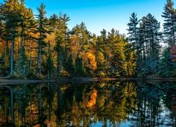 Jesienny las w zwierciadle rzeki