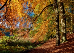 Jesienny las z kolorowymi liśćmi