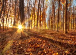 Jesień, Las, Drzewa, Topole osikowe, Promienie słońca