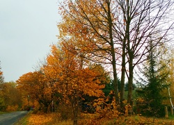 Jesienny widok