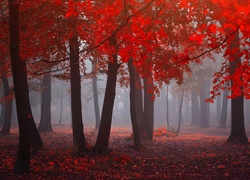 Jesienny zamglony las z czerwonymi liśćmi