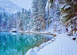 Szwajcaria, Jezioro Blausee, Zima, Drzewa, Ośnieżone