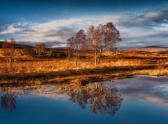 Szkocja, Region Highlands, Góry Rannoch Moor, Jezioro Loch Bà, Jesień, Drzewa