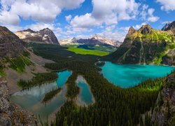 Góry Canadian Rockies, Lasy, Jezioro O Hara, Park Narodowy Yoho, Prowincja Kolumbia Brytyjska, Kanada