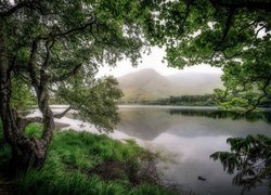 Drzewa, Jezioro Pollacapall, Góry, Galway, Region Connemara, Irlandia