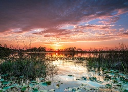 Jezioro porośnięte roślinnością w blasku wschodzącego słońca