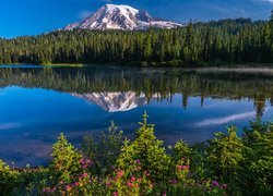 Stany Zjednoczone, Stan Waszyngton, Park Narodowy Mount Rainier, Góry, Jezioro, Reflection Lake, Kwiaty, Drzewa, Odbicie
