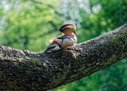 Kaczka mandarynka na pniu drzewa