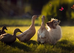 Kaczki i pies obserwują motyle