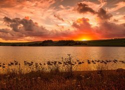 Kaczki na jeziorze w blasku zachodzącego słońca