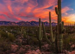 Zachód słońca, Góry, Kaktusy, Park Narodowy Saguaro, Karnegie olbrzymie, Arizona, Stany Zjednoczone