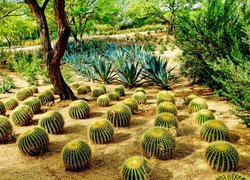 Kaktusy, Park, Ogród, Sunnylands Center Gardens,  Rancho Mirage, Kalifornia, Stany Zjednoczone