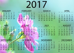 Kalendarz, 2017, Róża