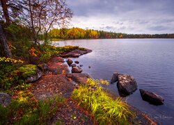 Jesień, Jezioro, Lentua, Kamienie, Las, Pożółkłe, Drzewa, Trawa, Kuhmo, Finlandia