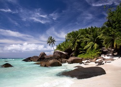 Kamienista morska plaża porośnięta palmami i roślinnością
