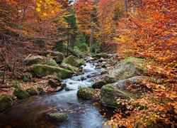 Kamienista rzeka w lesie jesienną porą
