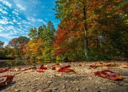 Kamienisty brzeg rzeki z jesiennymi liśćmi