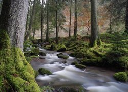Kamienisty potok w jesiennym lesie