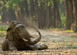 Kąpiel błotna słonia