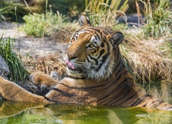 Kąpiel tygrysa