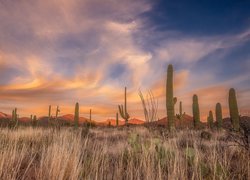 Zachód słońca, Góry, Park Narodowy Saguaro, Trawa, Kaktusy, Karnegie olbrzymie, Arizona, Stany Zjednoczone