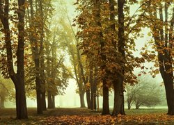 Kasztanowce w zamglonym jesiennym parku