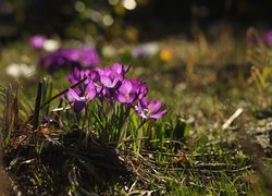 Kępka fioletowych krokusów wiosennych
