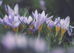 Kępka kwitnących krokusów jasnofioletowych