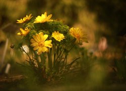 Żółte, Kwiaty, Miłki wiosenne