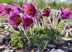 Kępka rozwiniętych fioletowych sasanek