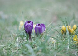 Kępki fioletowych i żółtych krokusów w trawie