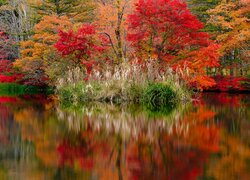 Jesień, Staw, Kumoba Pond, Kolorowe, Drzewa, Kępy, Trawy, Odbicie, Karuizawa, Nagano, Japonia