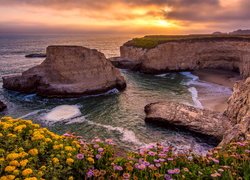 Morze, Ocean Spokojny, Wybrzeże, Skały, Klif, Kwiaty, Wschód słońca, Plaża Shark Fin Cove, Davenport, Hrabstwo Santa Cruz, Kalifornia, Stany Zjednoczone