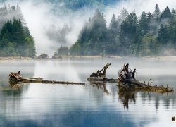 Kłody drzewa w jeziorze i mgła nad lasem