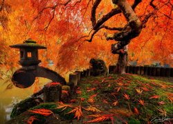 Jesień, Klon japoński, Opadłe, Liście, Ogrodzenie