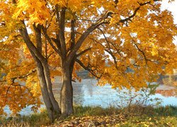 Jesień, Drzewo, Klon, Rzeka, Trawa
