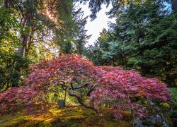 Ogród, Portland Japanese Garden, Drzewo, Klon palmowy, Promienie słońca, Portland, Stan Oregon, Stany Zjednoczone