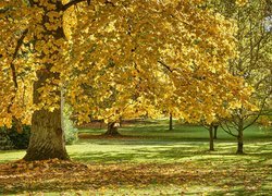 Jesień, Park, Drzewo, Klon
