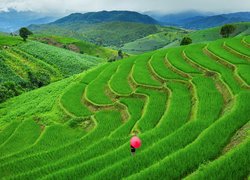 Kobieta, Parasolka, Pola, Tarasy ryżowe, Góry, Wzgórza, Drzewa, Pa Bong Piang, Chiang Mai, Tajlandia