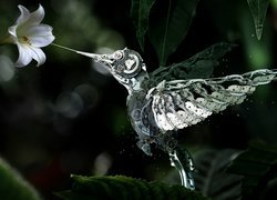 Koliber i kwiat lilii