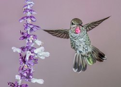 Ptak, Koliber, Fioletowo-biały, Kwiat